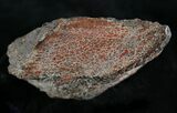 Large Polished Agatized Dinosaur Bone (Gem Bone) - Colorado #25264-2